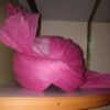 Dark Pink Azhari Imama