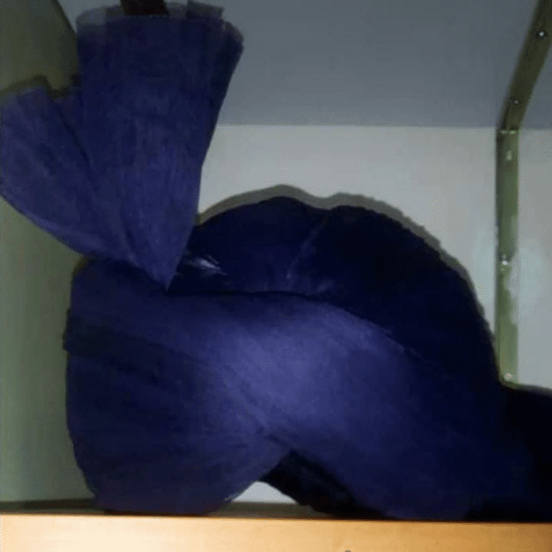 Azhari Imama Navy Blue Colour By Abde Mustafa Store (Colour Code #59)